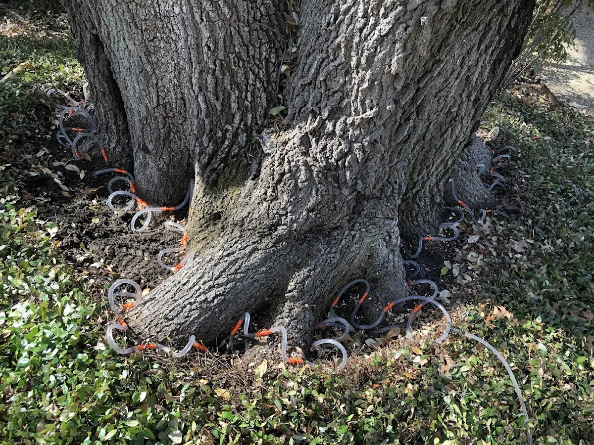 Detailed Tree Cabling and Bracing job site in Saint Petersburg