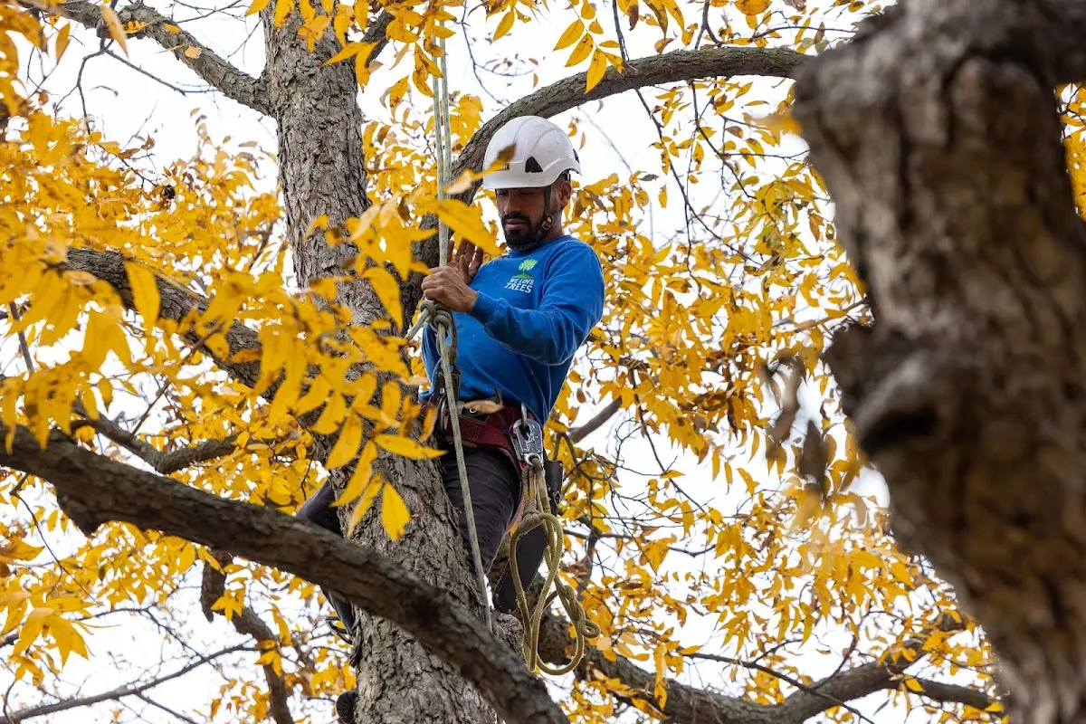 Skilled Tree Pruning crew working in Saint Petersburg